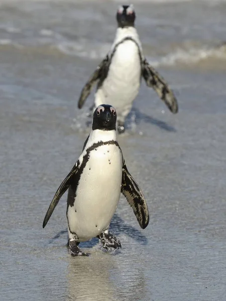 Αφρικανική πιγκουΐνους με τα πόδια από τον ωκεανό — Φωτογραφία Αρχείου