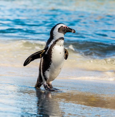 Kumlu sahilde Afrika penguen