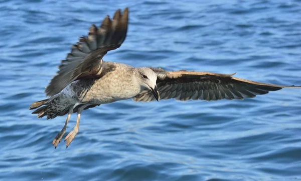 Flying Kelp gull — Stock Photo, Image