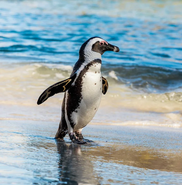 Afrikanska penguin på sandstranden — Stockfoto