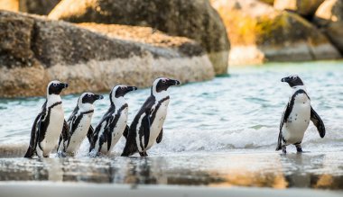 Kumlu sahilde Afrika penguenler
