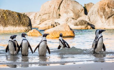 Kumlu sahilde Afrika penguenler