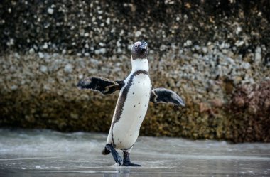 Kumlu sahilde Afrika penguen