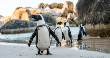 Kumlu sahilde Afrika penguenler