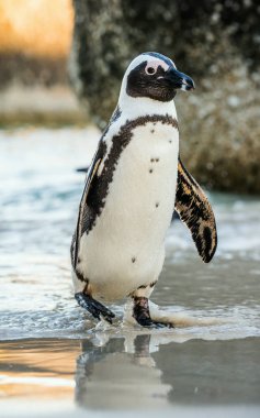 Kumlu sahilde Afrika penguen
