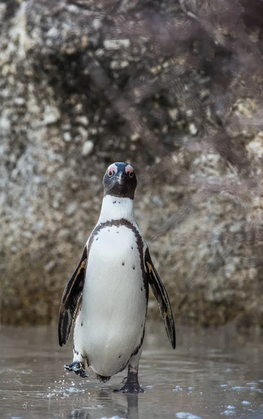 African penguin on the sandy beach — Stock Photo, Image