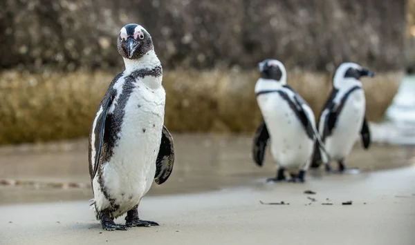 Pinguins africanos na praia arenosa — Fotografia de Stock