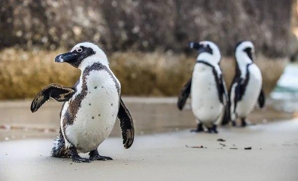 Pingouins africains sur la plage de sable fin — Photo