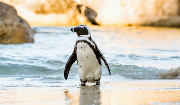 African penguin on the sandy beach — Stock Photo, Image