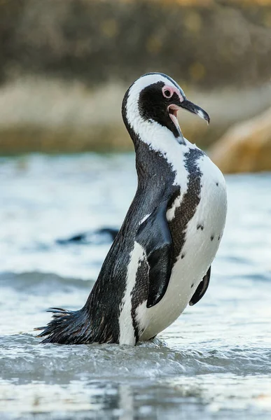 African penguin on the sandy beach — Stock Photo, Image