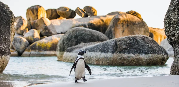 Στην αμμώδη παραλία της Αφρικής penguin — Φωτογραφία Αρχείου