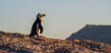 Gün batımı ışık Afrika penguen