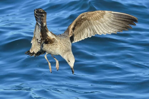 Flying Kelp gull — Stock Photo, Image