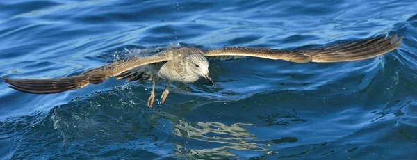 Mouette varech volante — Photo