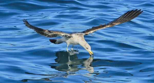 Flying Kelp gull — Stock Photo, Image