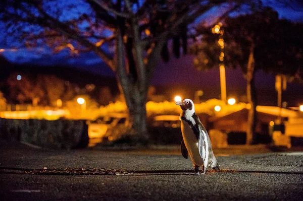 Африканский пингвин в Симонстауне ночью — стоковое фото