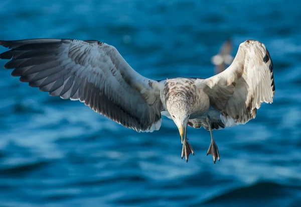 Flying Juvenile  Kelp gull — Stock Photo, Image