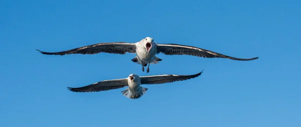 Uçan bağırarak Kelp martılar — Stok fotoğraf