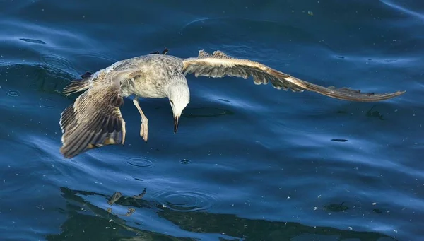 Gaviota Kelp juvenil voladora — Foto de Stock