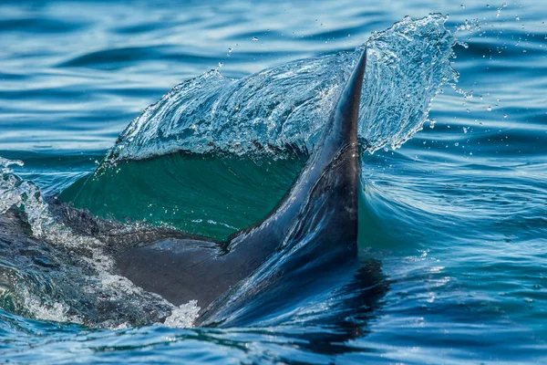 Haai fin boven water — Stockfoto