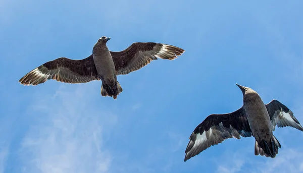 Grande Skua em voo — Fotografia de Stock