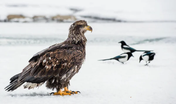 Las urracas y el águila calva —  Fotos de Stock