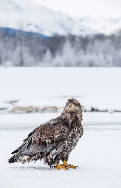 A águia careca senta-se na neve — Fotografia de Stock