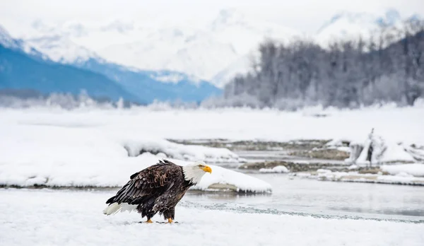 Weißkopfseeadler sitzt auf Schnee — Stockfoto