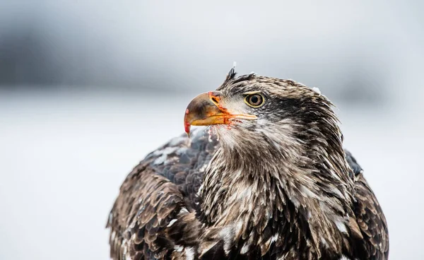 Primer retrato de águila calva — Foto de Stock