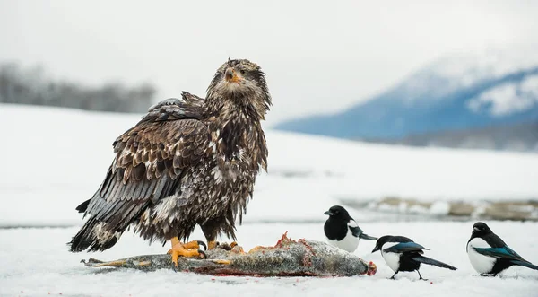 Magpies ve kel kartal — Stok fotoğraf