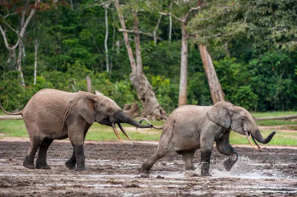 Attaquer les éléphants de forêt du bassin du Congo — Photo