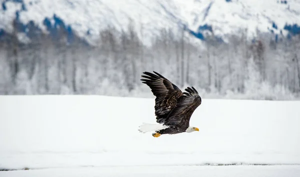 Águia careca em voo — Fotografia de Stock