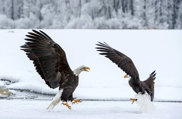 Bald eagles tijdens de vlucht — Stockfoto