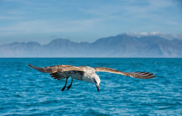 Ιπτάμενα νεανική Kelp Γλάρος — Φωτογραφία Αρχείου