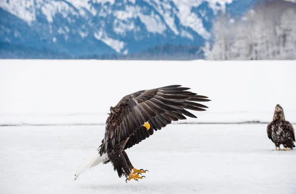 Bald eagles tijdens de vlucht — Stockfoto