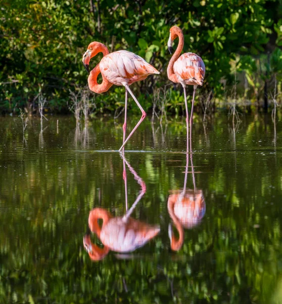 Amerikaanse Flamingo's of de Caribische Flamingo 's — Stockfoto