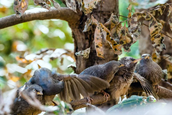 Babblers dżungla na gałęzi drzewa — Zdjęcie stockowe