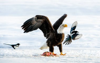 Magpies ve kel kartal