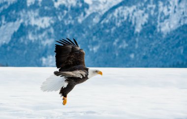 Kel kartal uçuyor