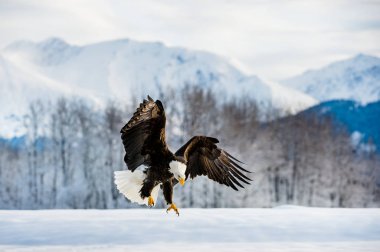 Yetişkin Kel Kartal uçuyor