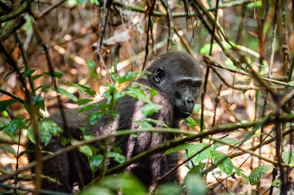 Gorille des plaines de l'Ouest juvénile — Photo