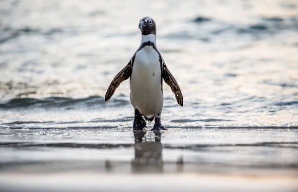 Африканский пингвин выходит из океана — стоковое фото