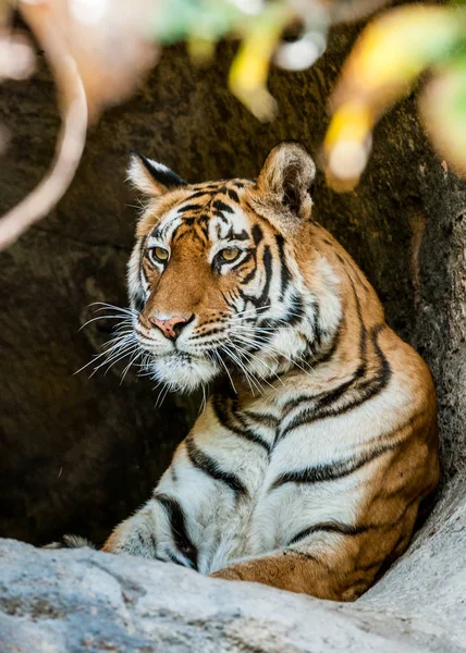 Retrato de tigre de Bengala —  Fotos de Stock