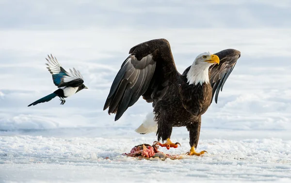 De skator och Bald eagle — Stockfoto