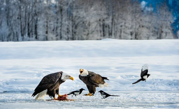 カササギとハクトウワシ — ストック写真