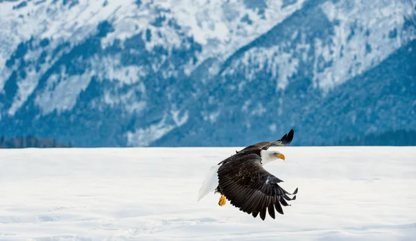 Bald Eagle in flight — Stock Photo, Image