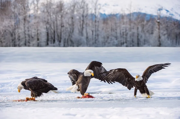 De volwassen Bald eagles — Stockfoto