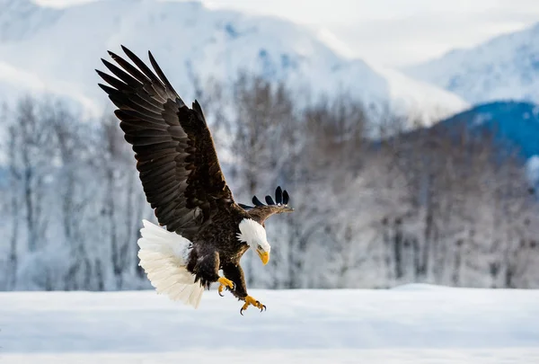 Adult Bald Eagle in flight — Stock Photo, Image