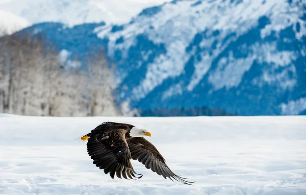 Aquila calva adulta in volo — Foto Stock
