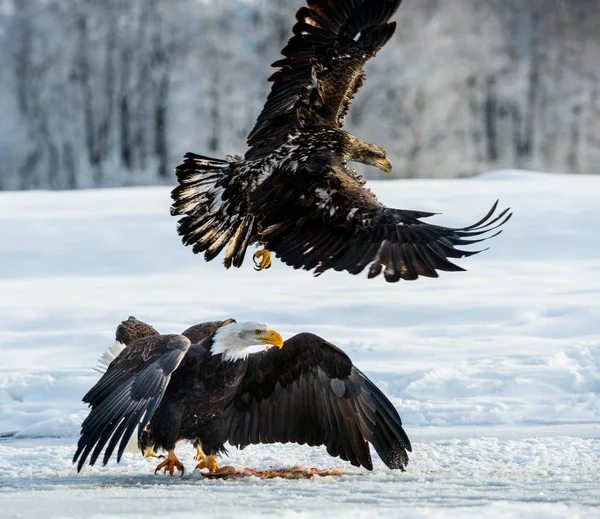 Ενηλίκων φαλακρός αετός κατά την πτήση — Φωτογραφία Αρχείου